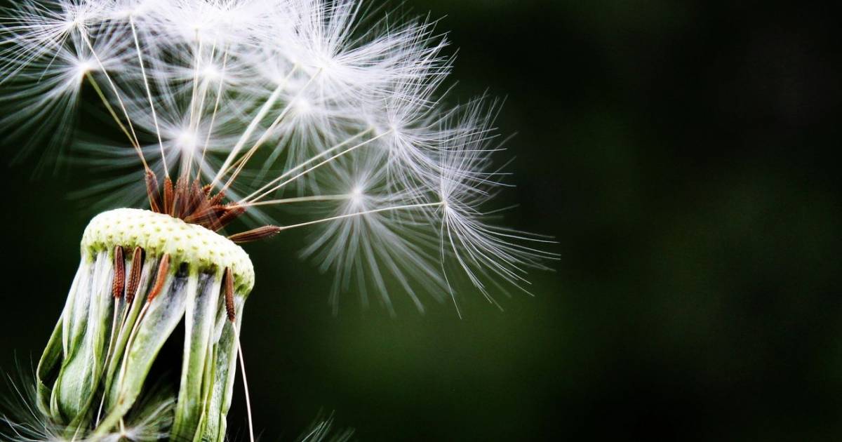 Allergie primaverili: ecco i rimedi in farmacia